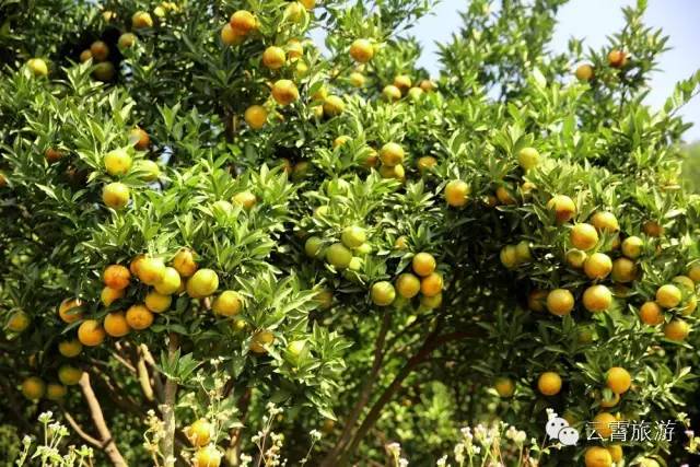 山海闽西南|乐吃、乐游、乐开怀！带上这份攻略，玩转云霄~