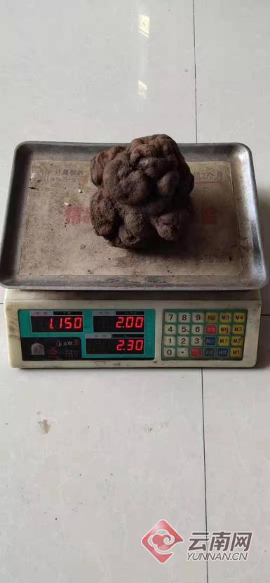 云南最大的野生松露,黑松露黑钻石