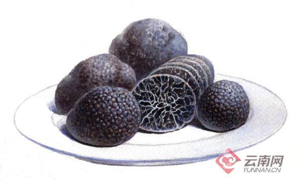 云南最大的野生松露,黑松露黑钻石