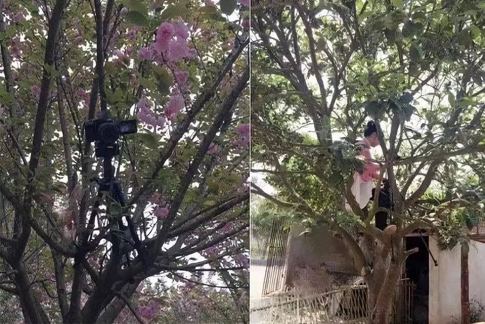 李子柒被央视点名：所有你羡慕的生活背后，都有你熬不了的苦