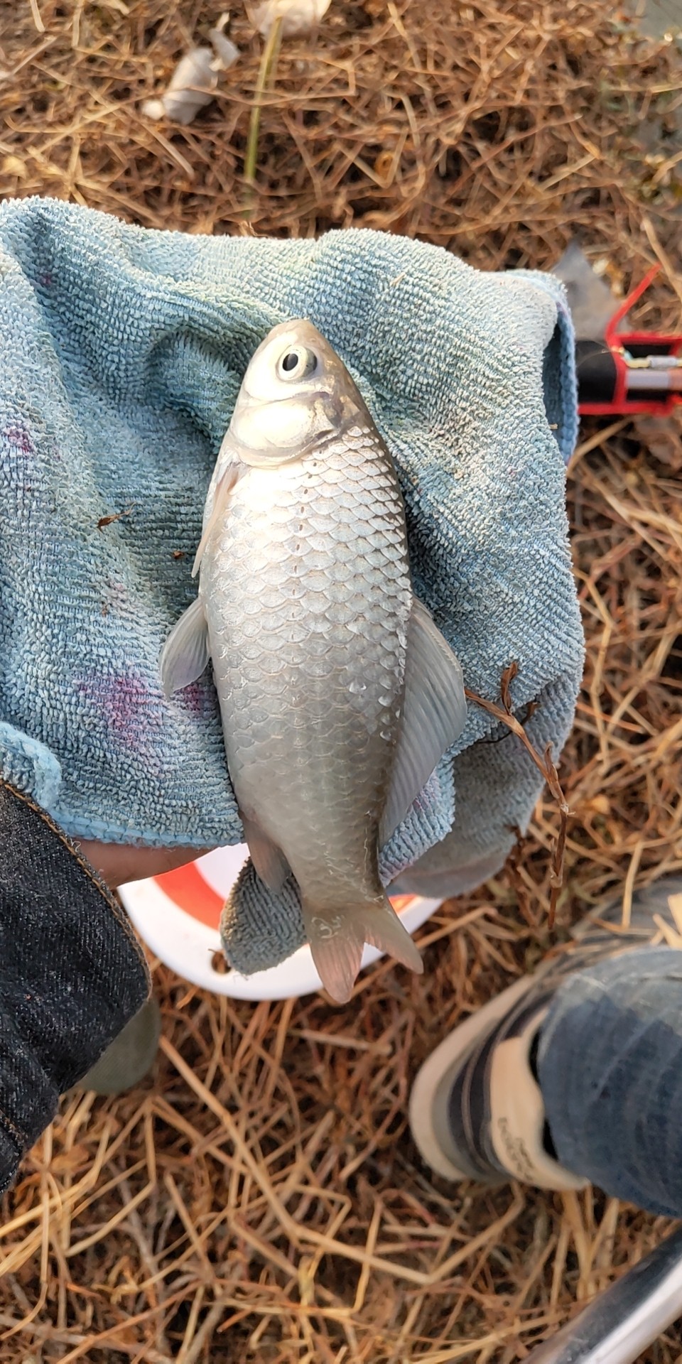 沙河钓大板鲫,沙河钓乌龟