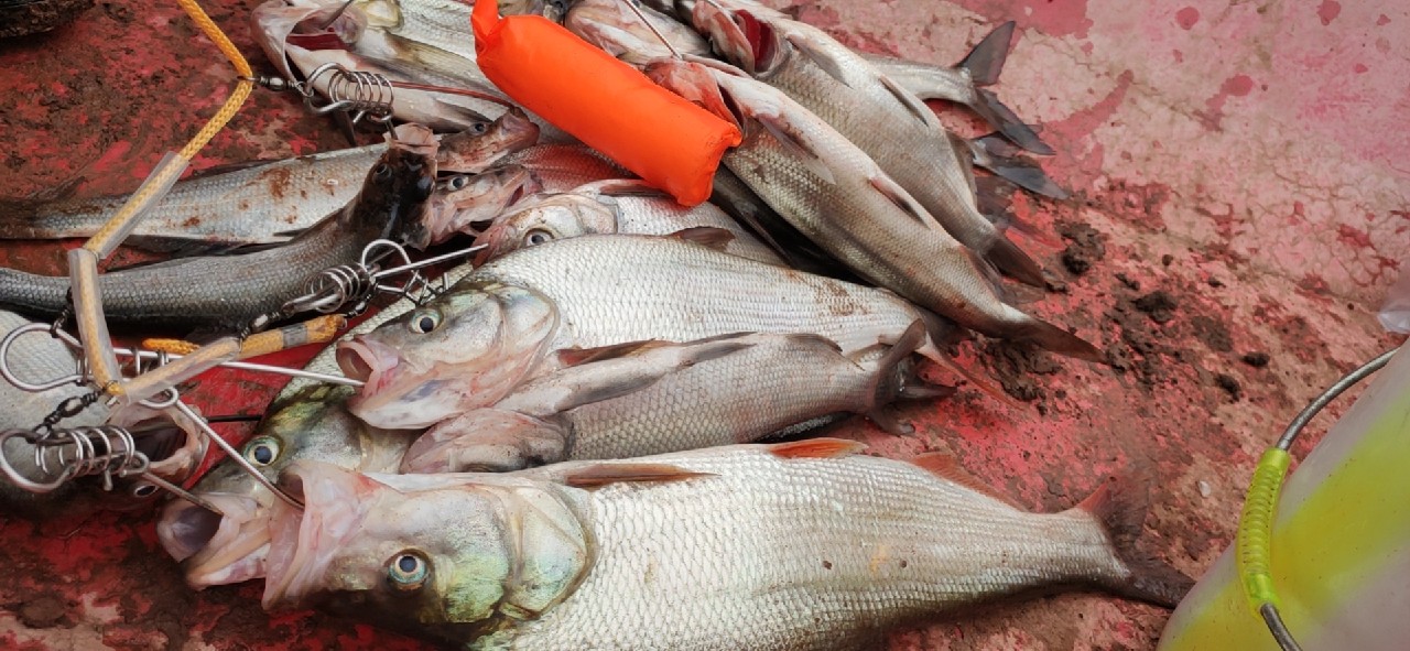 路亚和矶钓如何选择,台钓和路亚哪个烧钱