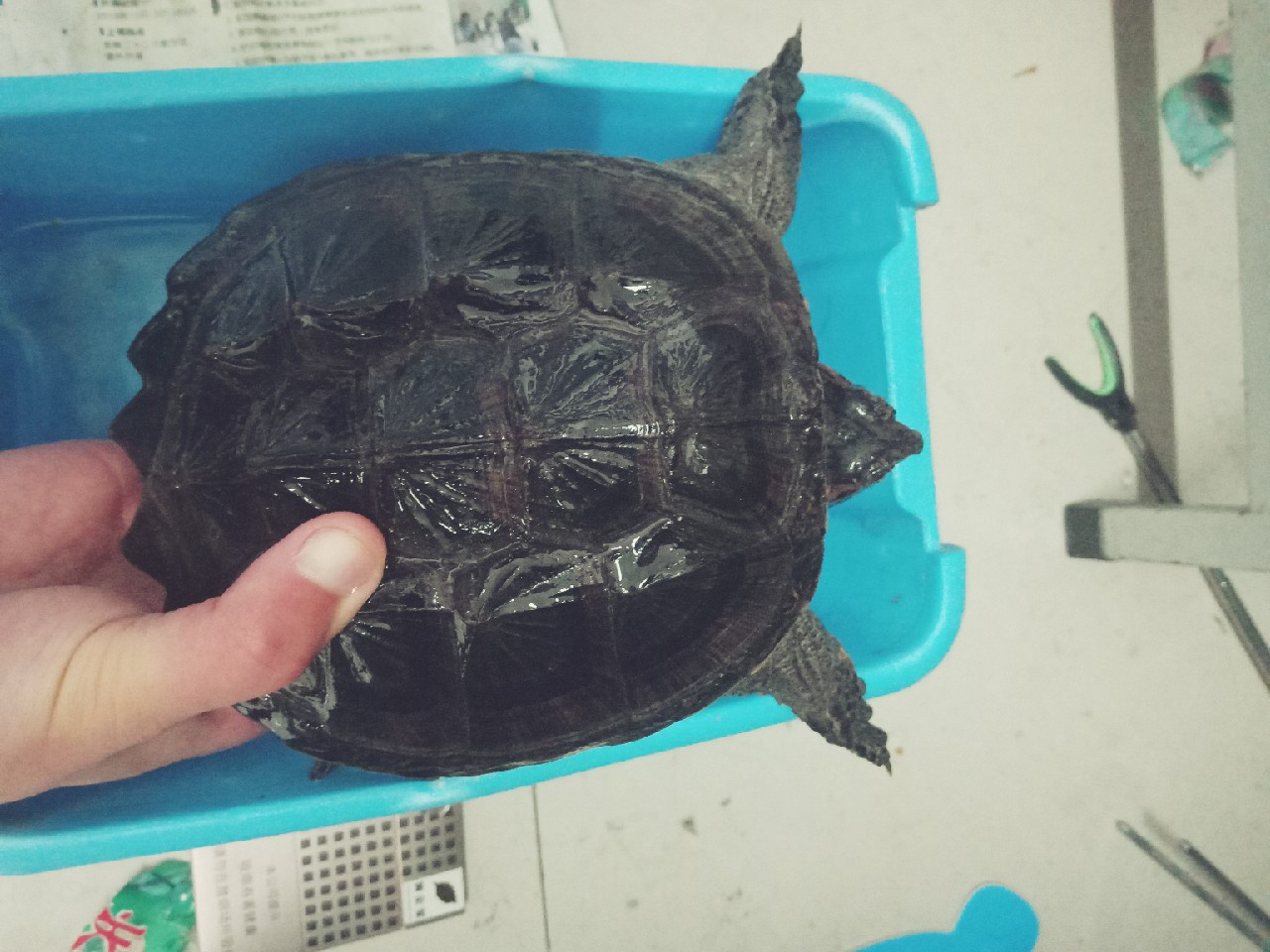 打中了第一尾白条后，我家人怀疑我在吸毒