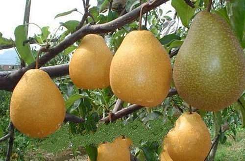 六种寓意好的水果记得收藏,咳嗽吃什么水果最好最快止咳