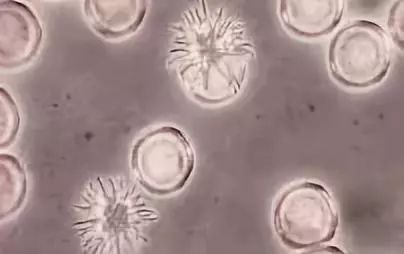 这个乳胶枕太强了！止鼾、防螨虫，全家适用的睡眠伴侣