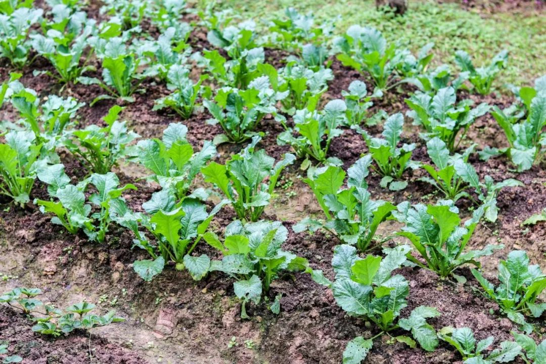 山水环抱、私汤入户|是时候造访全球首家悦榕庄温泉度假村了