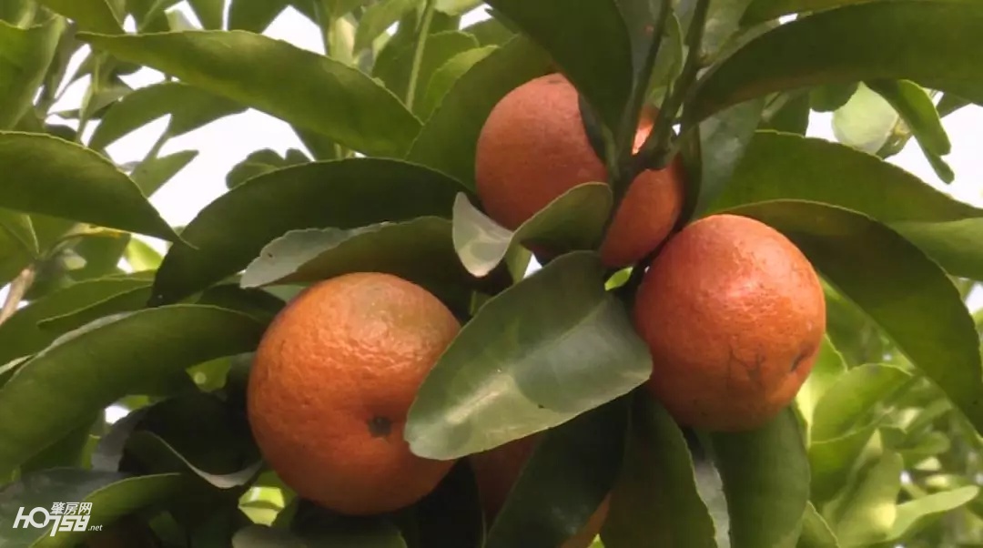 大新镇沙糖桔丰收视频,迳口沙糖桔采摘园