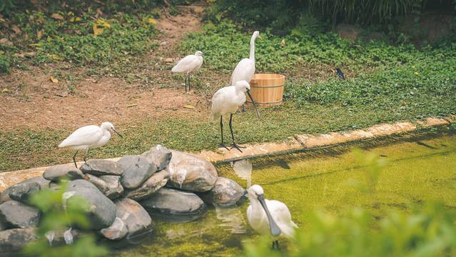 珠海长隆海洋王国海底夜宿,珠海长隆海洋王国鲸鲨馆海底区