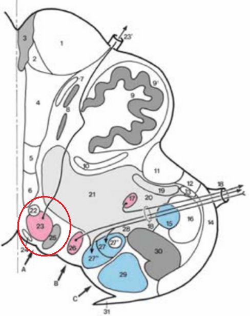 聊一聊舌下神经周核：一组与平衡功能息息相关的核团丨“晕”筹帷幄