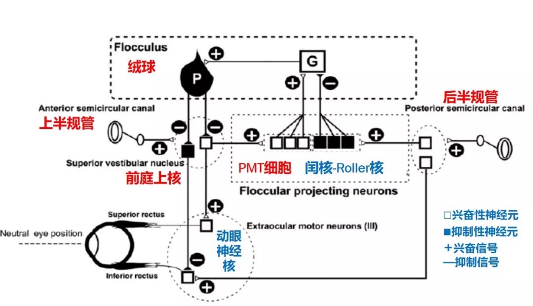聊一聊舌下神经周核：一组与平衡功能息息相关的核团丨“晕”筹帷幄