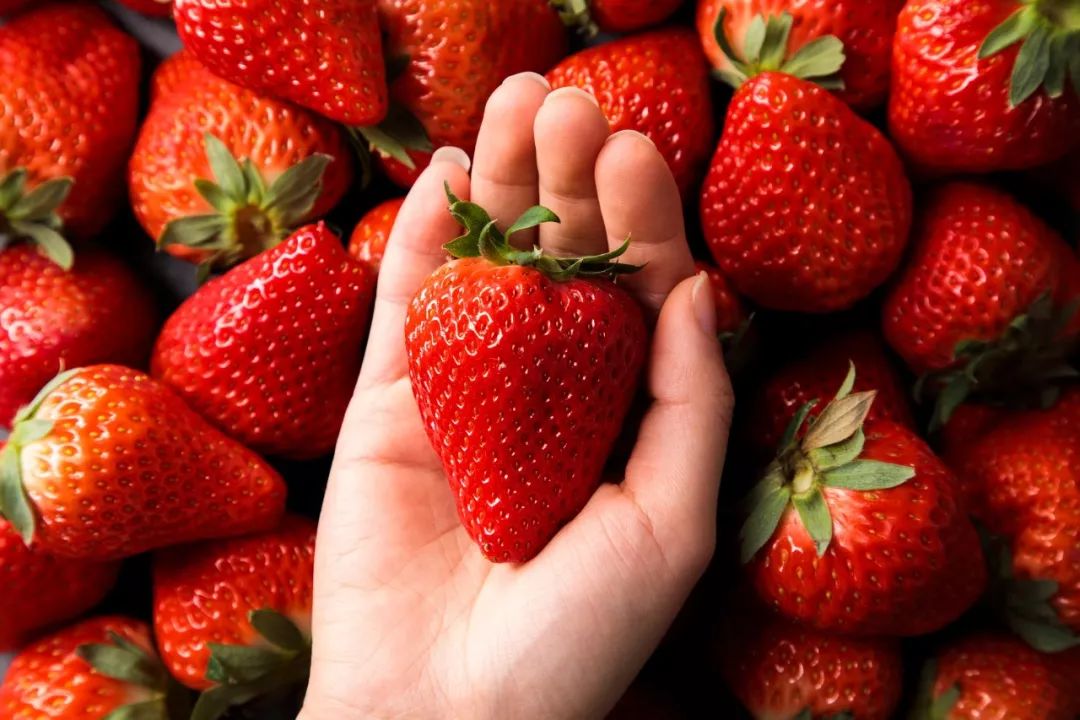 涓逛笢绾㈤鑽夎帗浜у湴鍦ㄥ摢,涓逛笢绾㈤鑽夎帗澶ф灉浠锋牸琛屾儏