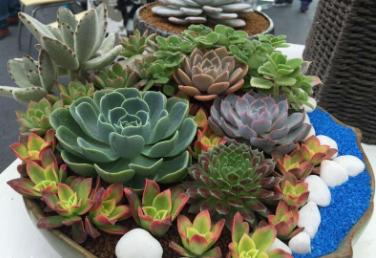 电商卖多肉植物挣钱吗,电商创富记视频