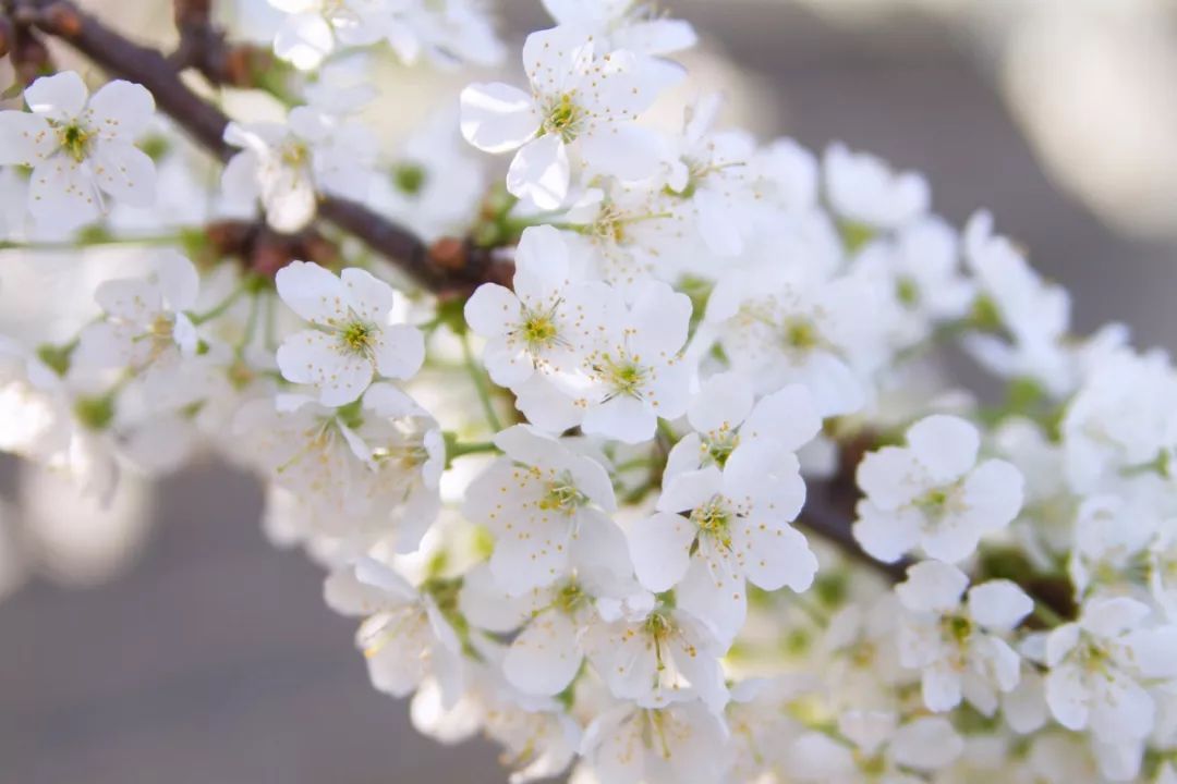 一首贺岁诗祝大家新年快乐,简单新年祝福长诗20句