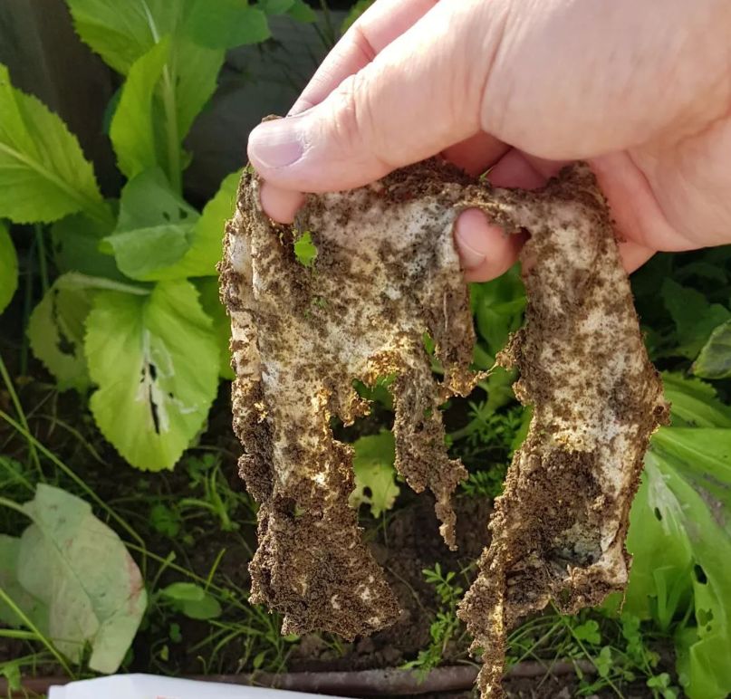 湿巾不能乱用，新西兰人这么操作...