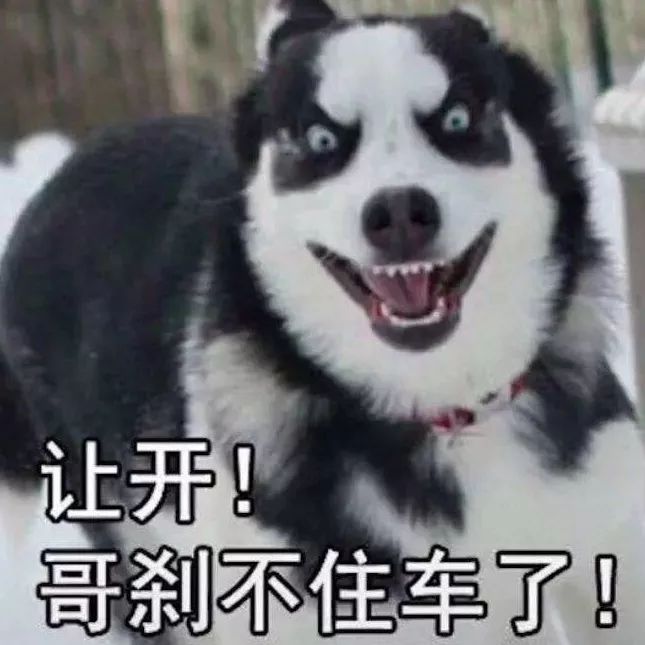 狗狗太活泼有多动症怎么办,狗狗有这些迹象说明狗狗是天才