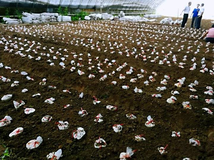 灵芝山东特产,山东最大灵芝基地在哪里