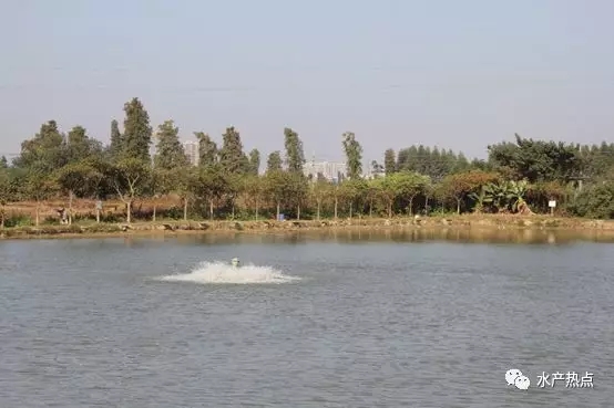 鱼塘漂白粉消毒正确用法,干鱼塘消毒用生石灰最简单方法