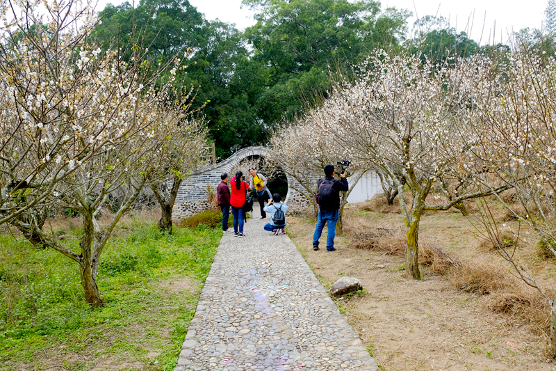 诏安红星青梅节,诏安红星梅园元旦