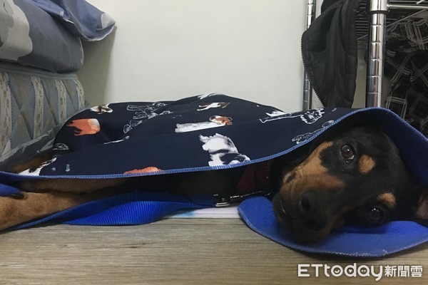 逛夜市心好累!狗狗腰软倒床赖皮 胖肚子扶不起来