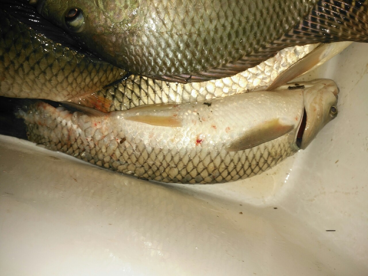 野钓运气爆棚,野钓钓到了1000斤大鱼