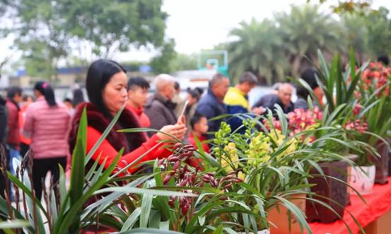 四会石狗兰花基地,四会石狗兰花基地有哪些
