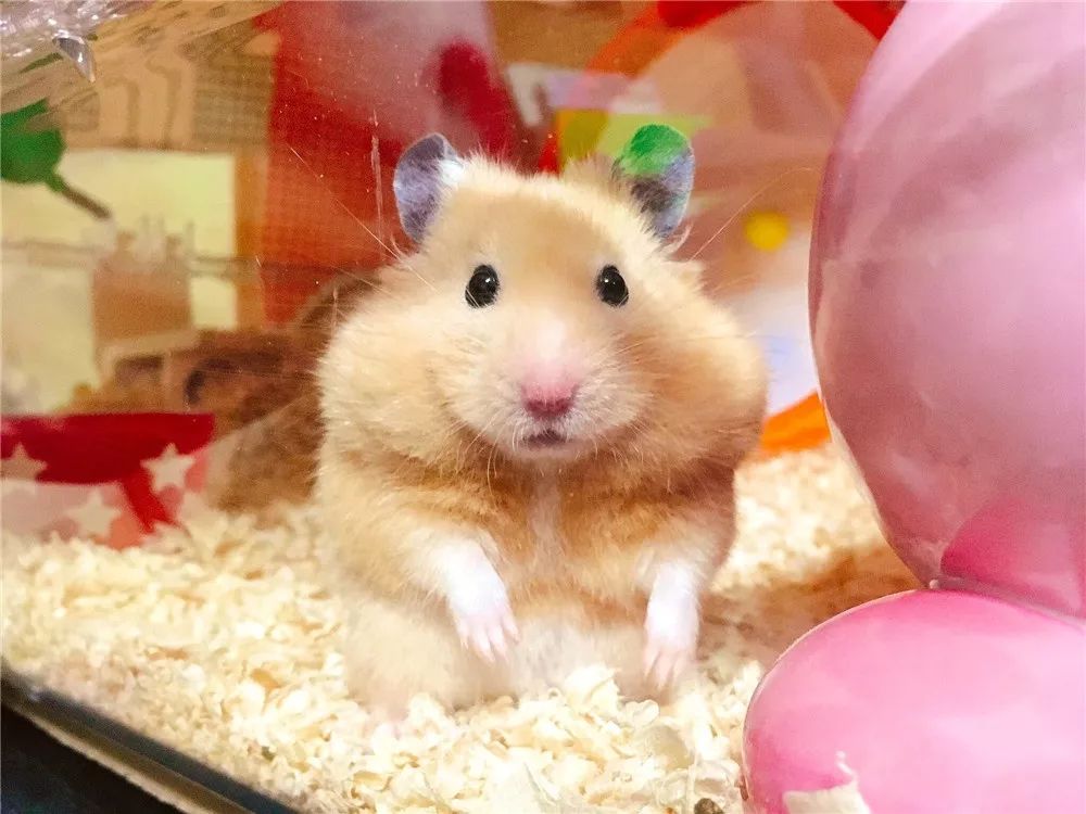 日推网友鼠年仓鼠腮帮子大赛，满屏圆滚滚毛茸茸敲可爱