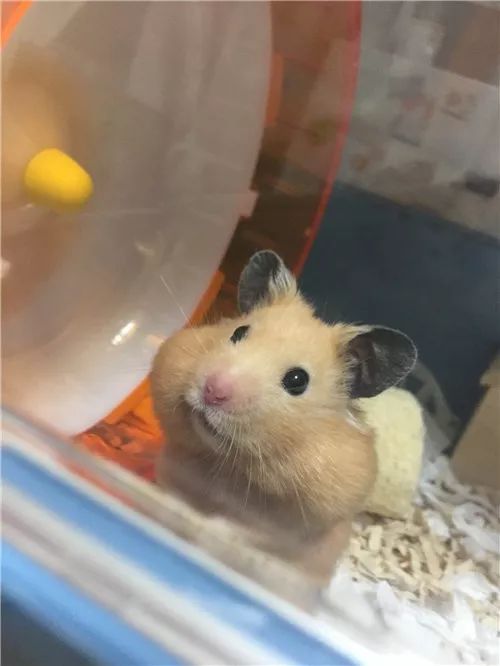 日推网友鼠年仓鼠腮帮子大赛，满屏圆滚滚毛茸茸敲可爱