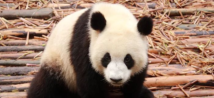 TheStoryoftheBlackWhite“LivingFossil”︱一只黑白“活化石”的前世今生