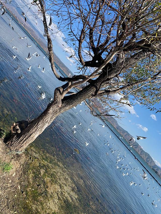 昆明大理丽江6日游免费,昆明大理丽江6日游纯玩团