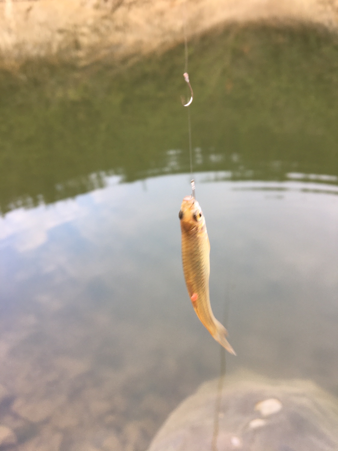 夏季小杂鱼闹窝怎么钓大板鲫,冬钓大板鲫如何避开小鱼