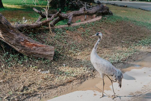 广州长隆野生动物世界旅游攻略,暖冬长隆3天2晚