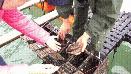 鲍鱼卖出白菜价,25个头的鲍鱼多少钱一只