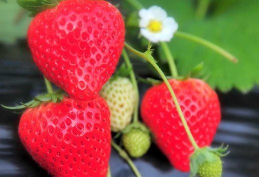 日本四季樱花富士山,日本樱花包