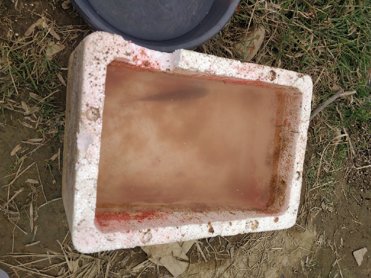 原来钓鲫鱼的诀窍在这里,春钓鲫鱼用什么饵料最好