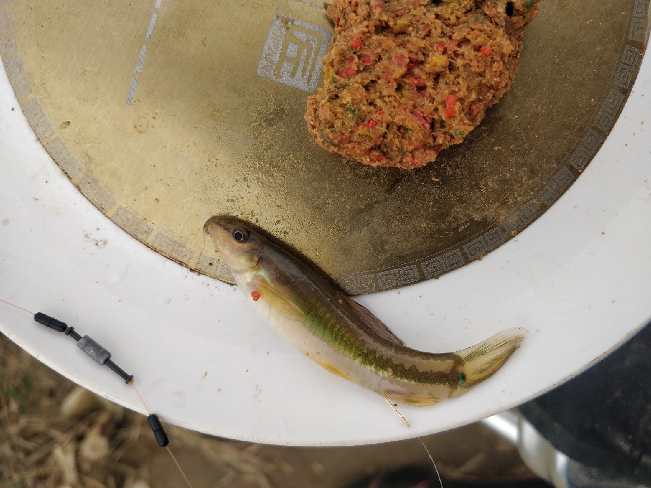 原来钓鲫鱼的诀窍在这里,春钓鲫鱼用什么饵料最好