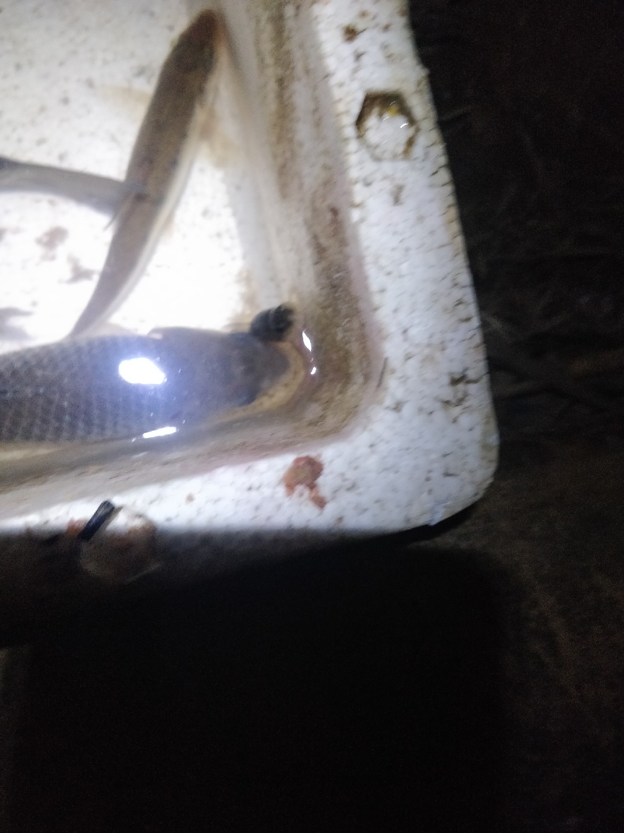 原来钓鲫鱼的诀窍在这里,春钓鲫鱼用什么饵料最好