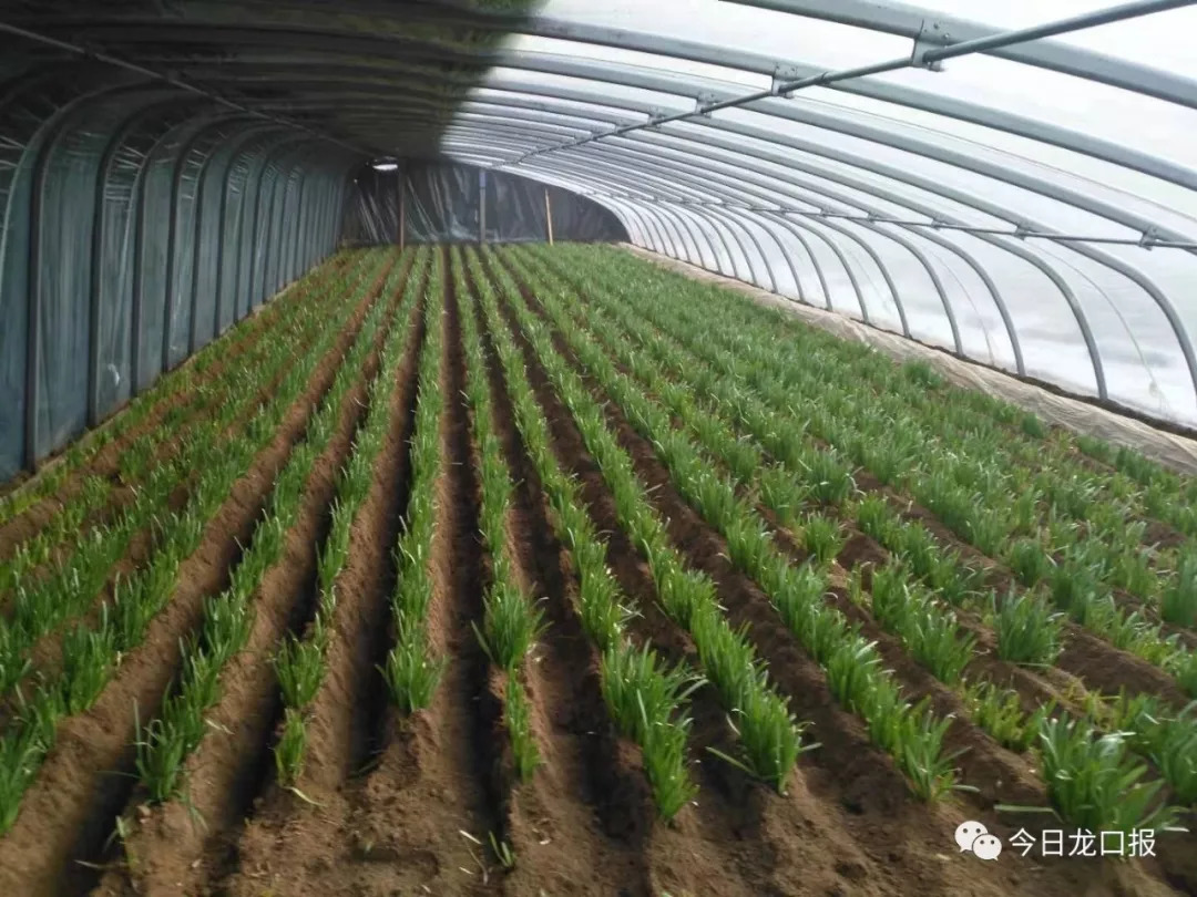 30多块钱一斤,还抢着买?龙口这个村种的菜太抢手