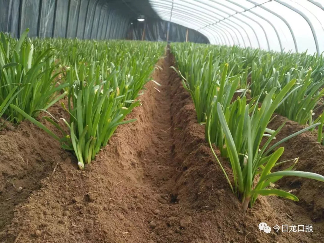 30多块钱一斤,还抢着买?龙口这个村种的菜太抢手