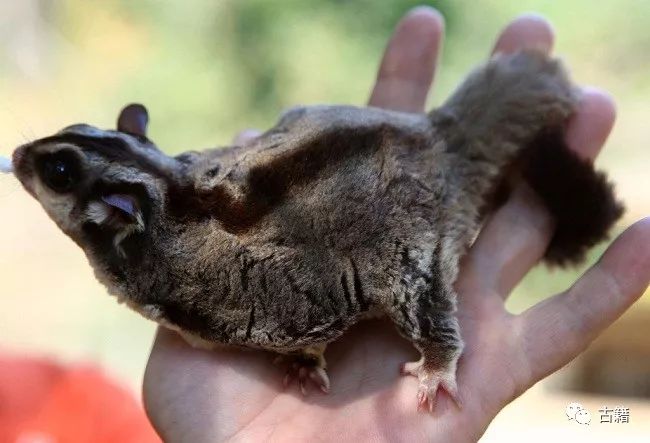 鼠年春晚说鼠,央视科普鼠年说鼠