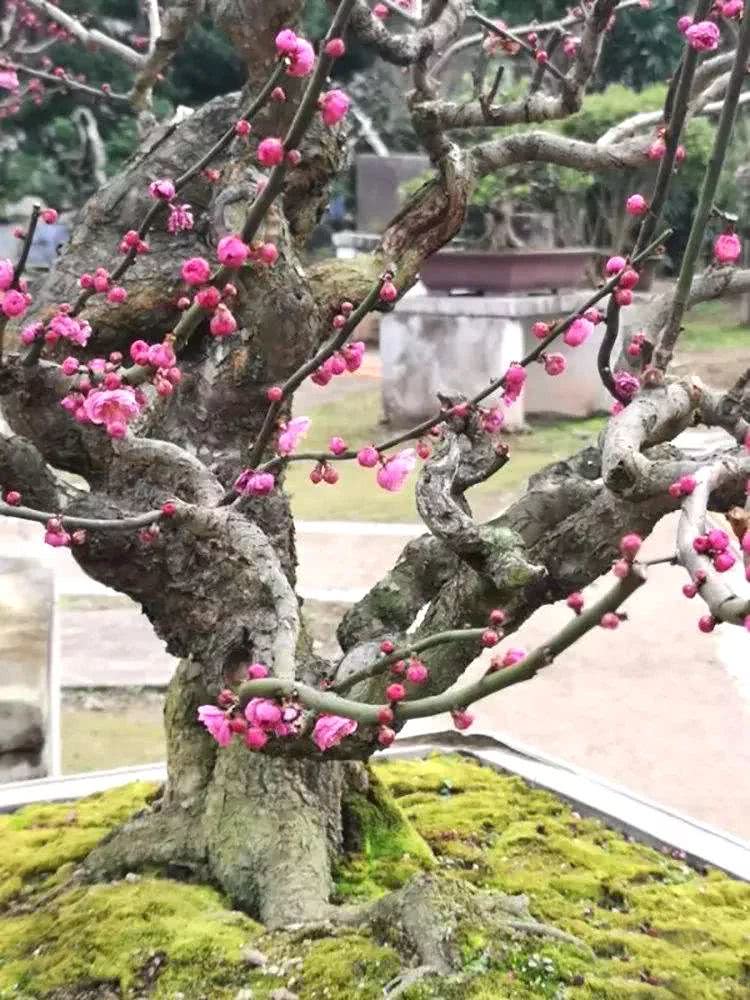 怎么养寒香梅,寒梅的养殖方法