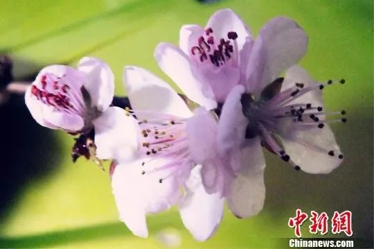 今日立春冬已尽春可期,今日立春春暖花开