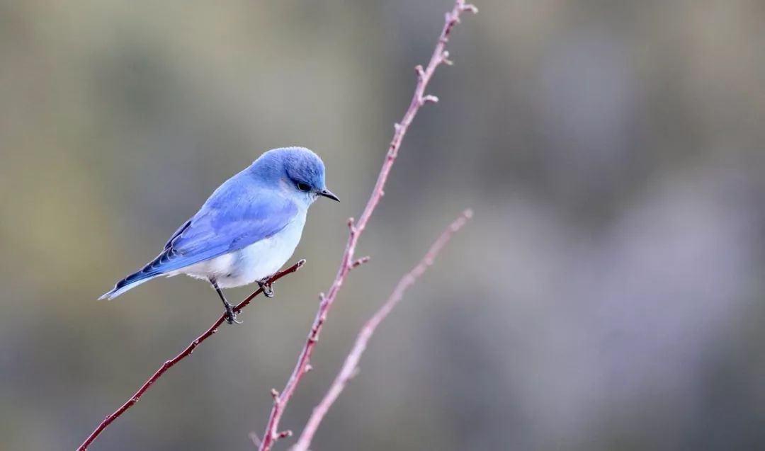 《扬子江》头条诗人|梁平：我的南方不是很南