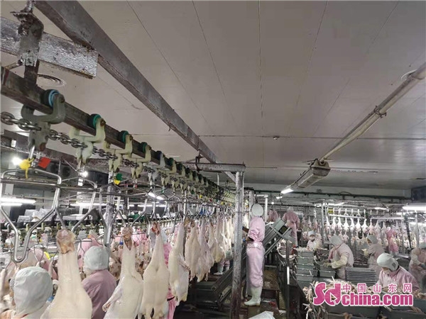 防控疫情顶呱呱,山东畜禽企业抗击疫情