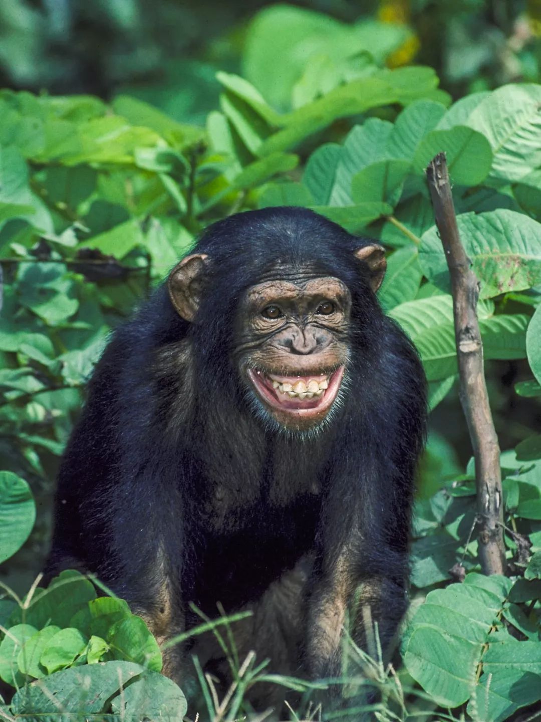 鍋囧鐥呮瘨鎰熸煋浜嗘垜,鍋囧鐥呮瘨鎰熸煋浜嗕綘