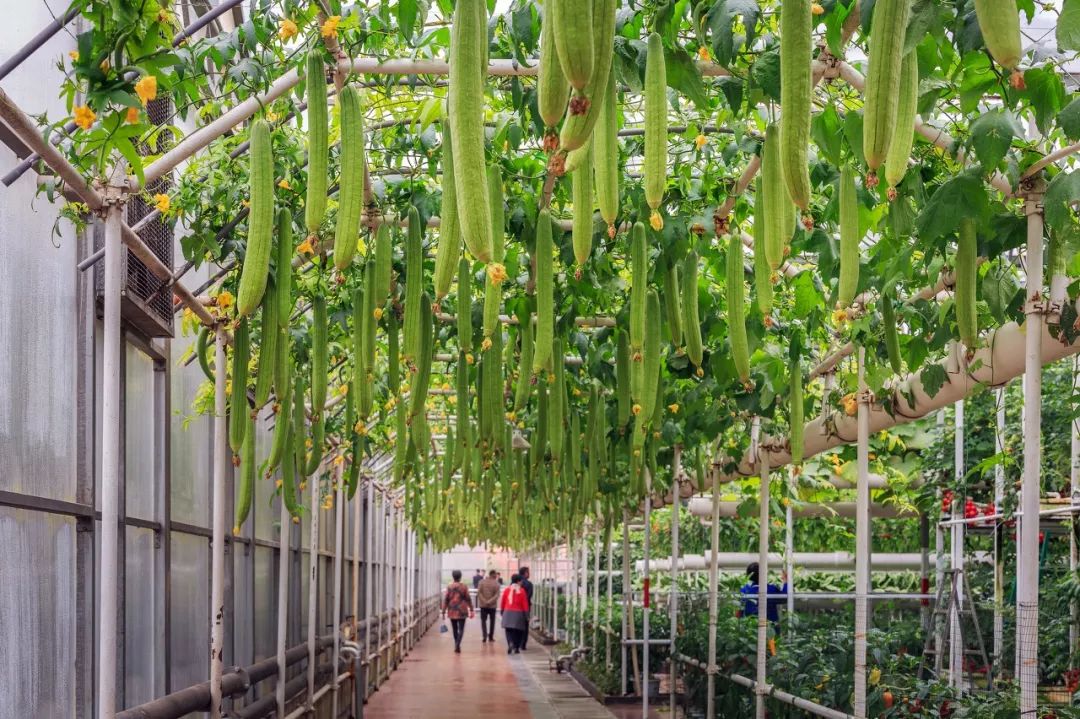 按吨起步支援湖北的蔬菜，背后是世界第一硬核蔬菜大国