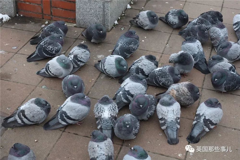 同样是冬天胖成球,凭什么鸟球就这么可爱