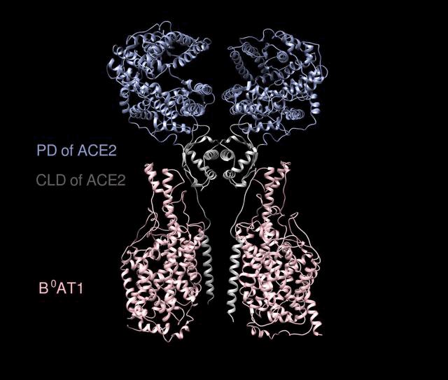 重大突破！西湖大学、清华和中科院三团队，率先解析出新冠病毒S蛋白与人细胞受体ACE2的复合结构
