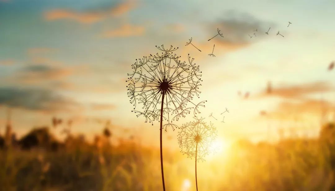 乳腺癌在化疗期间蒲公英可以喝吗,乳腺癌恢复期可以喝蒲公英茶吗