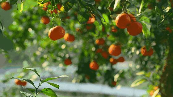 小区里的树上的果子可以摘吗,小区果树果子别乱摘