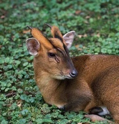 盘点被吃灭绝的动物,被吃最惨的外来物种